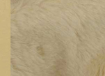 Ткань мохер Alpaca ML25519
